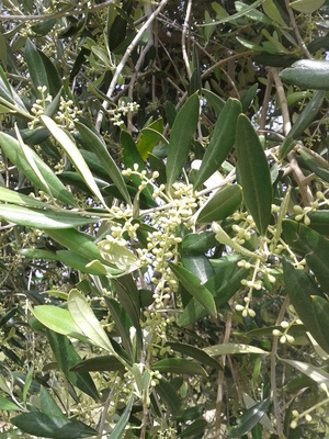 20140522_105027 (1).jpg